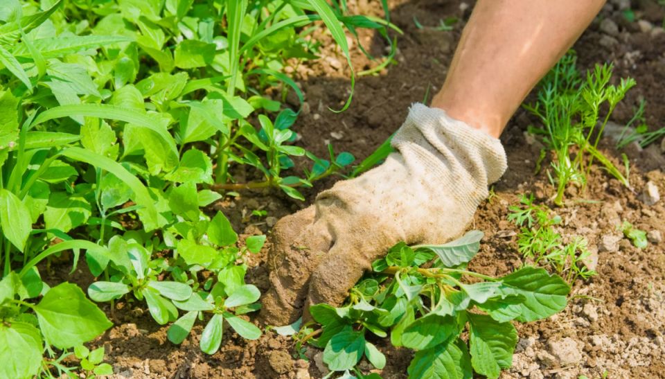 Как эффективно избавиться от сорняков на даче