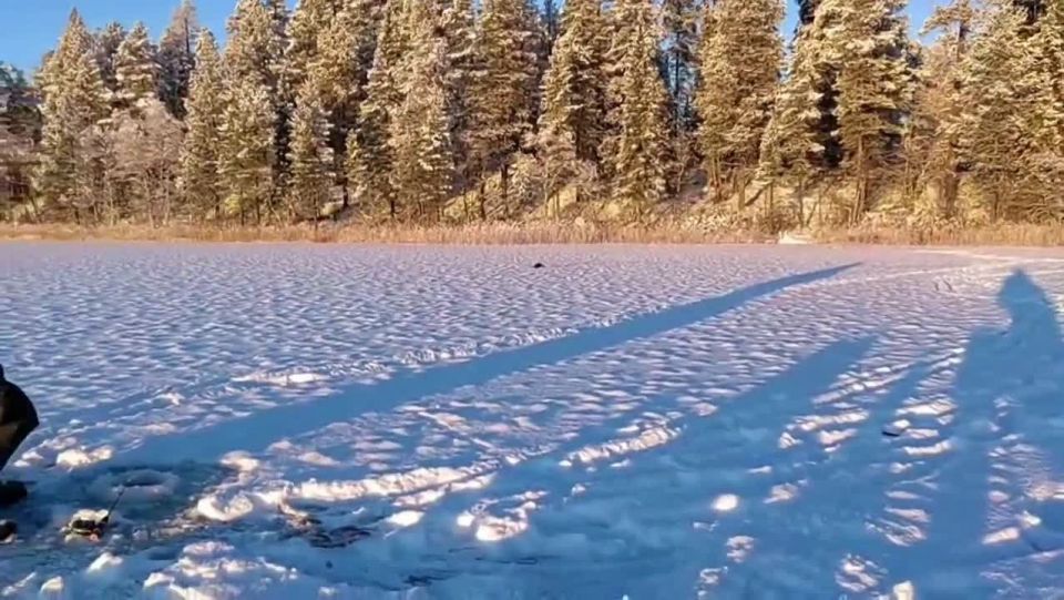 Доброе утро, Заполярье!. У кого-то оно задалось! Харизматичная норка без стеснения стащила рыбу прямо из улова рыбака