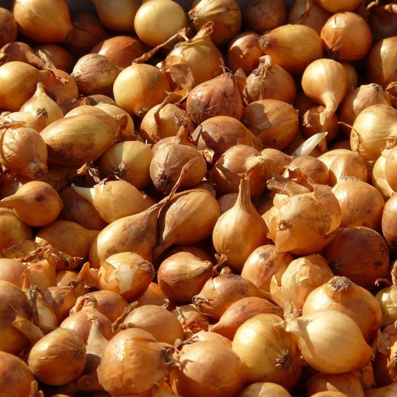 Как сохранить урожай лука зимой: секреты и советы от экспертов