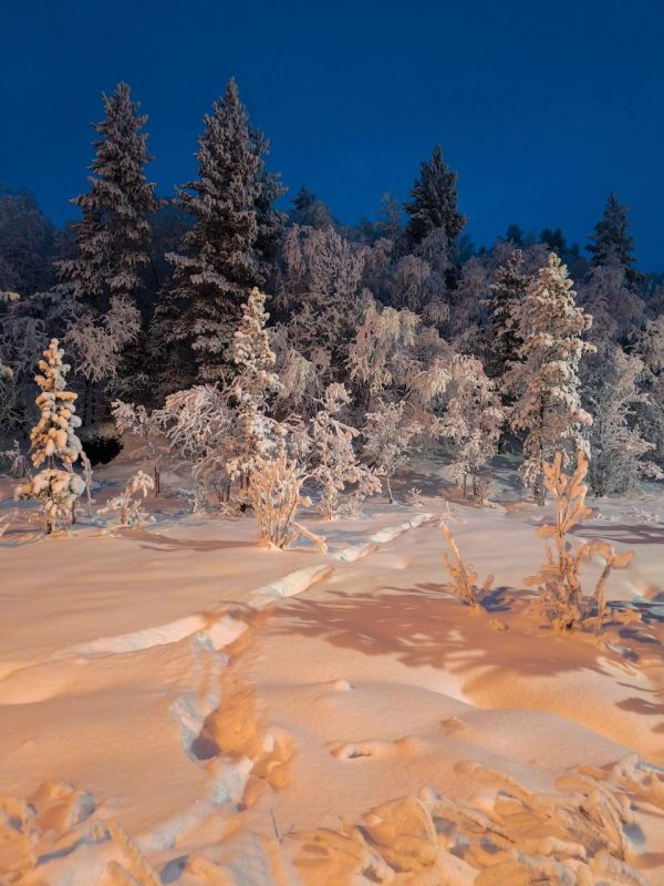 Серебряное убранство леса в Кольском крае