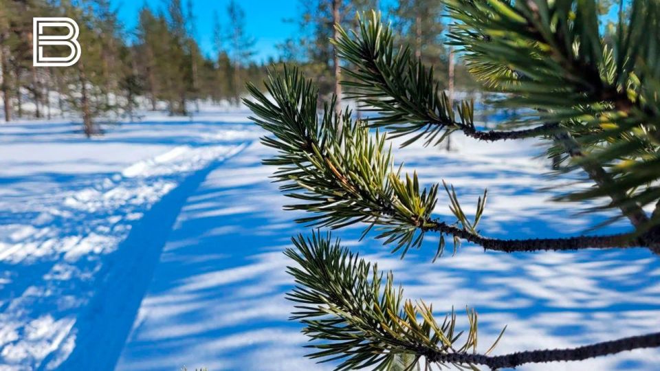 О правилах заготовки живой ели к Новому году напомнили в минприроды Мурманской области