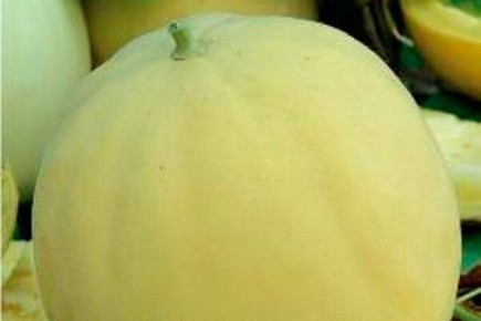 Дыня Медовуха: секреты успешного урожая и безморозные преимущества