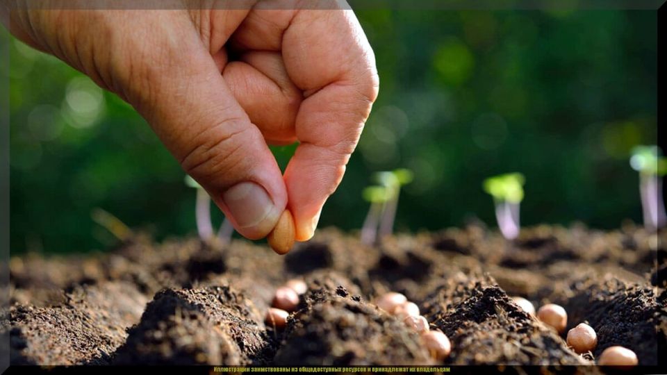 Гармония урожая: чем удивит август для дачников и садоводов