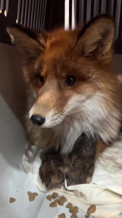 В Мурманске ищут помощь для сбитой лисы