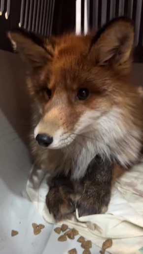 В Мурманске ищут помощь для сбитой лисы