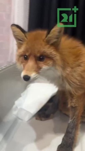 В Мурманске спасают лиса с тяжёлыми травмами