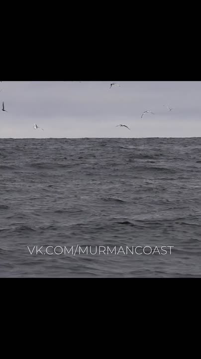 Доброе утро, Заполярье!. Мурманский фотограф поймал момент, когда троица горбатых китов строем гнала мойву в один плотный клубок, а потом одновременно ныряла под него и вылетала наверх с раскрытыми пастями – зрелище редкое и...