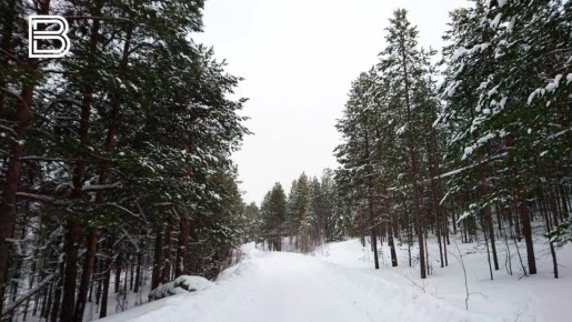 Забронировать живую ель для вырубки можно на портале "Наш Север"