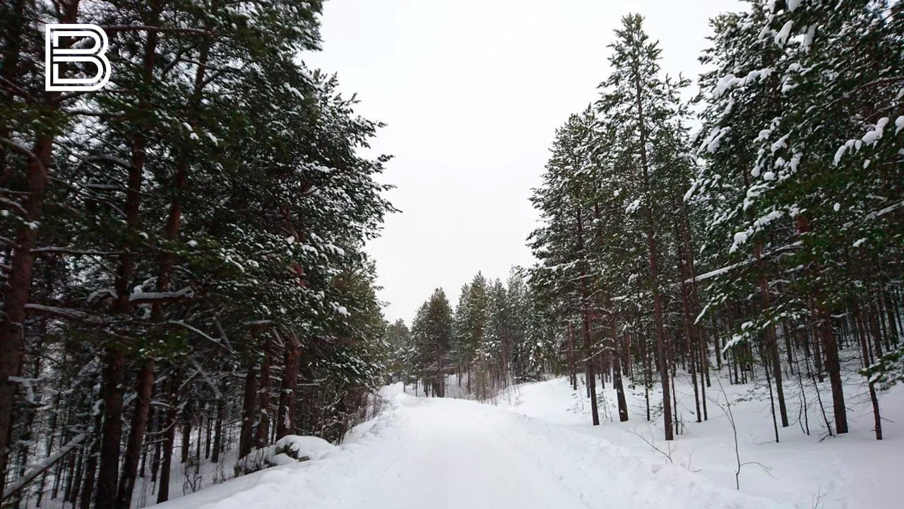 Забронировать живую ель для вырубки можно на портале "Наш Север"