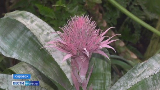 Обволакивающий аромат и нежные лепестки: самый северный ботанический сад в цвету