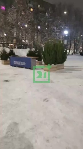 В Мурманске начали открываться ёлочные базары