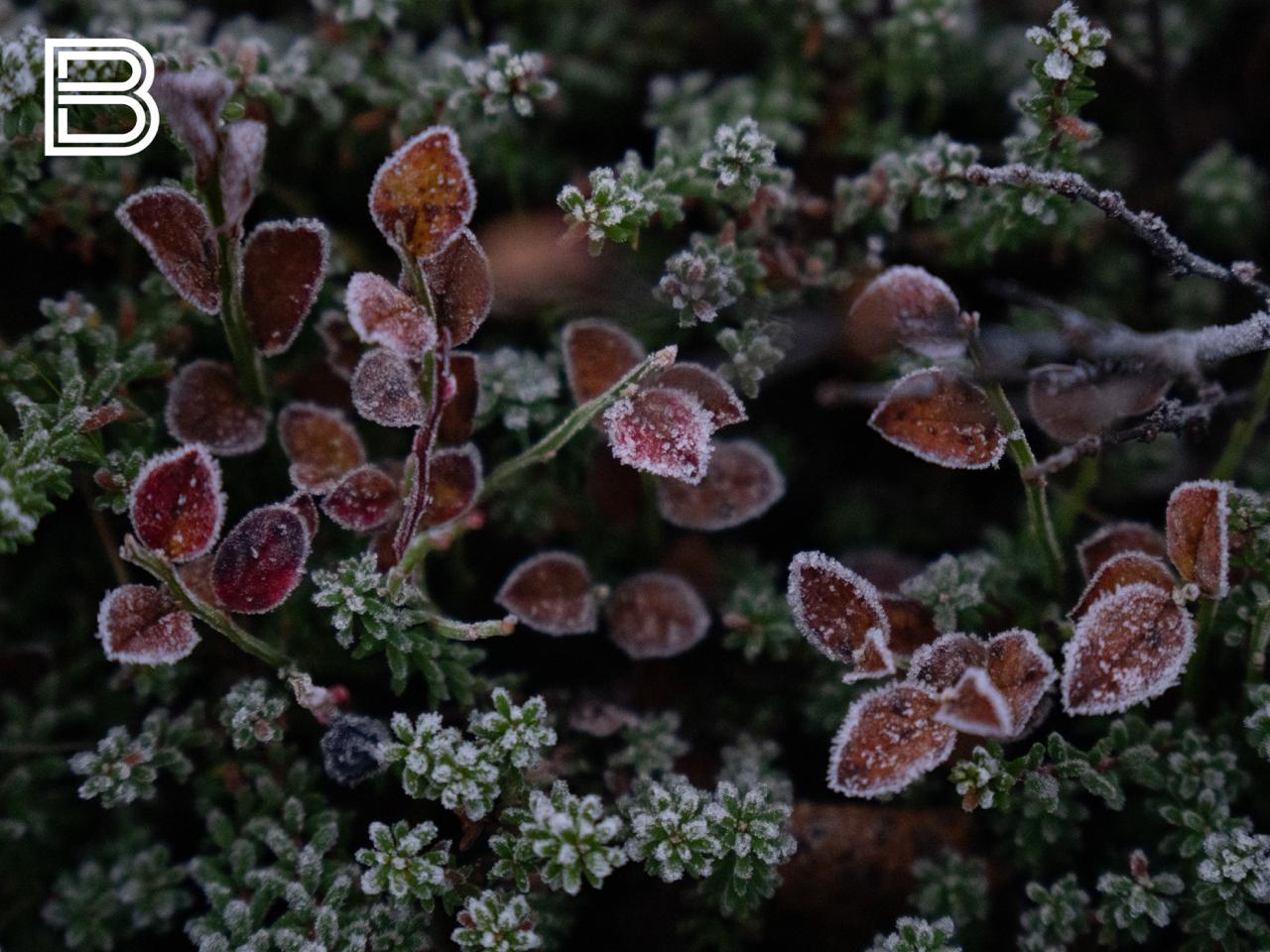 По данным мурманского гидрометцентра, 9 декабря в Кольском Заполярье ожидается облачная с прояснениями погода, местами снег