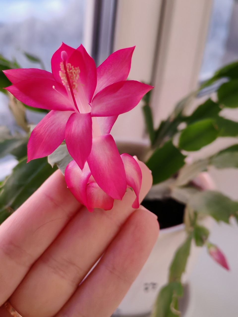 В Мурманске в разгар полярной ночи на подоконниках расцвели декабристы В Мурманске в разгар полярной ночи на подоконниках расцвели декабристы