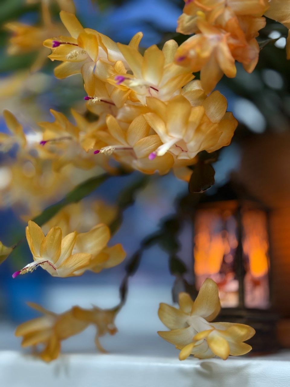 В Мурманске в разгар полярной ночи на подоконниках расцвели декабристы В Мурманске в разгар полярной ночи на подоконниках расцвели декабристы