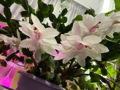 В Мурманске в разгар полярной ночи на подоконниках расцвели декабристы