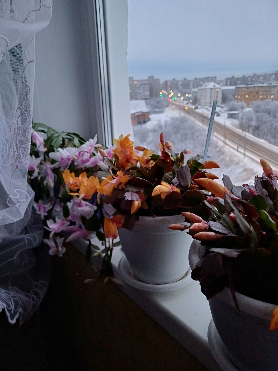 В Мурманске в разгар полярной ночи на подоконниках расцвели декабристы В Мурманске в разгар полярной ночи на подоконниках расцвели декабристы