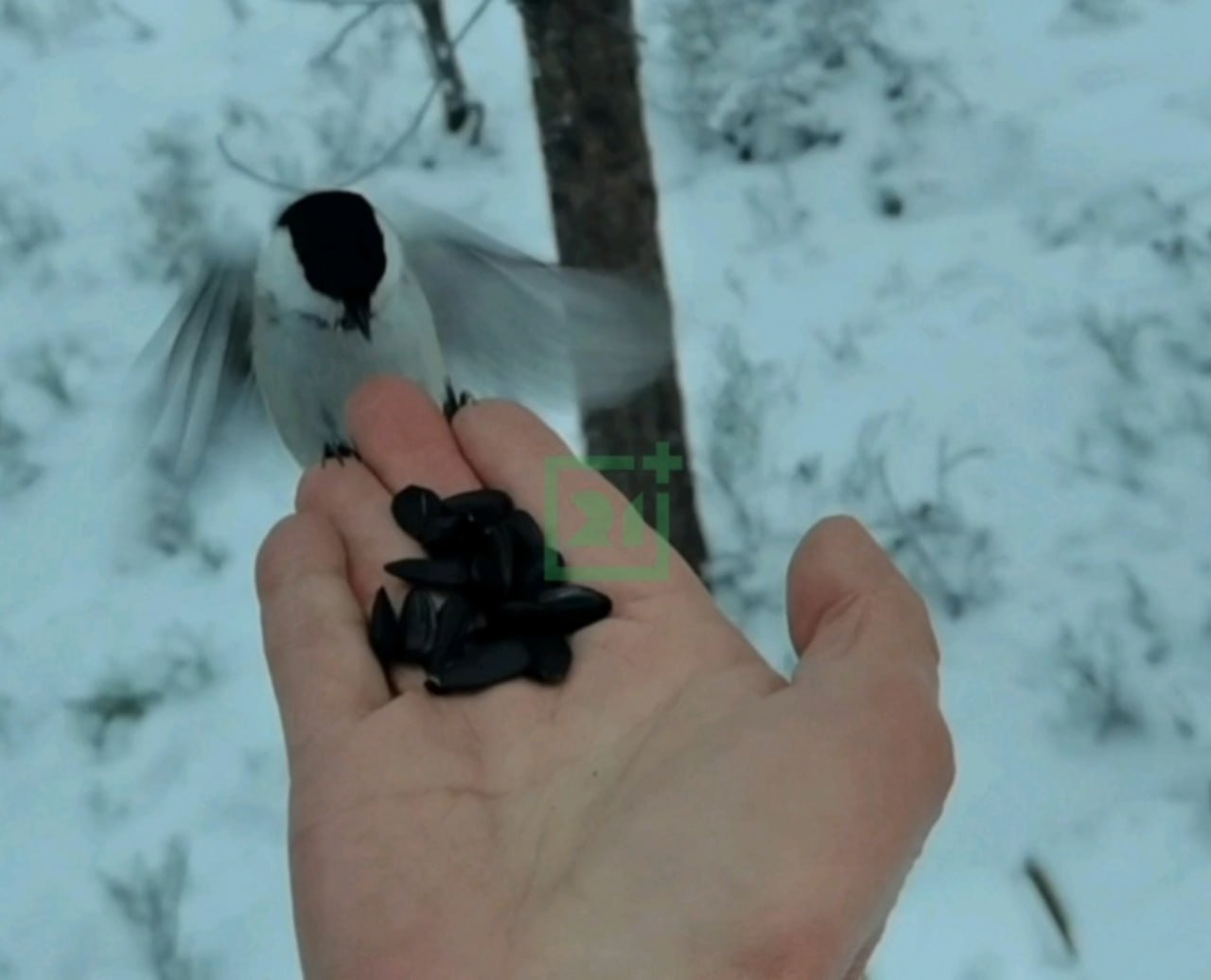 Доброе утро, Заполярье!. Спортивный комплекс «Снежинка» – одно из самых уютных мест в Мурманске Доброе утро, Заполярье!. Спортивный комплекс «Снежинка» – одно из самых уютных мест в Мурманске