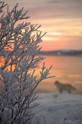 Морозные декабрьские дни в Мурманской области