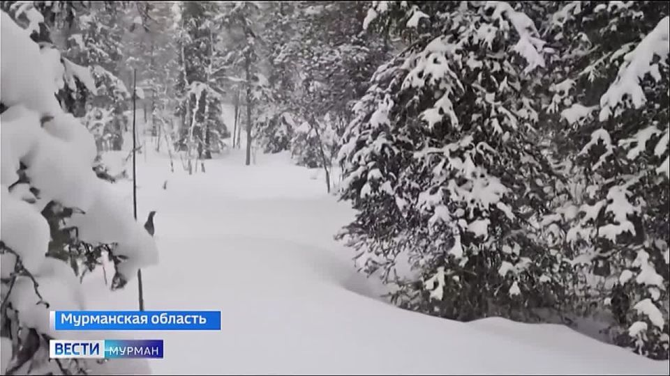 На страже биологического разнообразия: "Норникель" в Мурманской области второй год тестирует новую экологическую программу