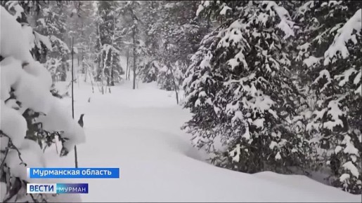 На страже биологического разнообразия: "Норникель" в Мурманской области второй год тестирует новую экологическую программу