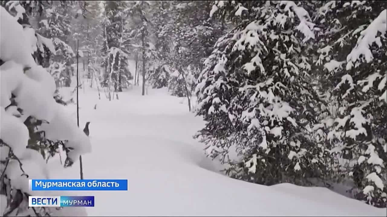 На страже биологического разнообразия: "Норникель" в Мурманской области второй год тестирует новую экологическую программу