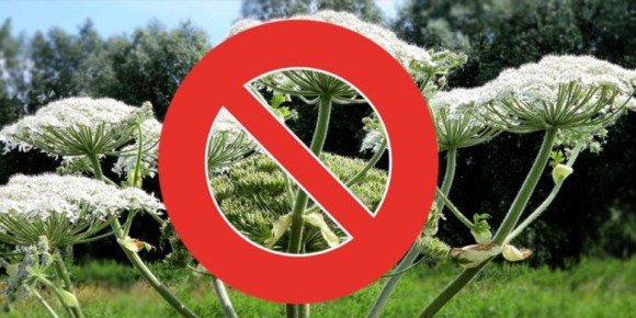 Прокуратура защищает права ребёнка, пострадавшего от борщевика