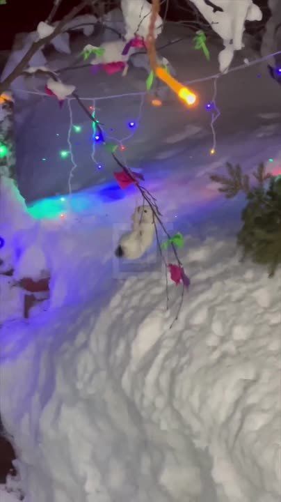 Дикая природа на пороге или будни на мурманской даче