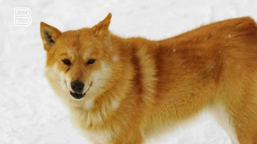 Владельцев собак предупредили об обработке улиц антигололедными реагентами