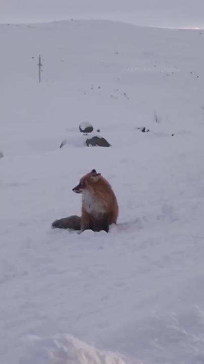 ������ ����, ���������!. ������� �� ������ � ��������� ��������� ����� ���� ����� �� ������ � ����� ������ �������� ����� � ����� � ���� ��������� ������� ���� �������