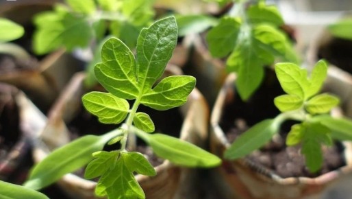 ��� ������������� ����������� ������� �������: �������� ������ ��� ��������� �����