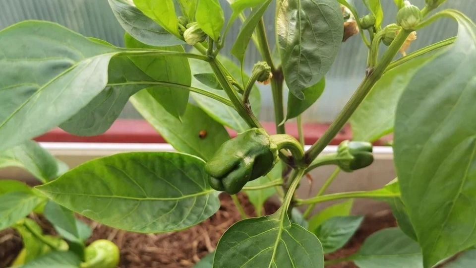 ��� ����� ������� ������������ ������ ����� ����� �� ������