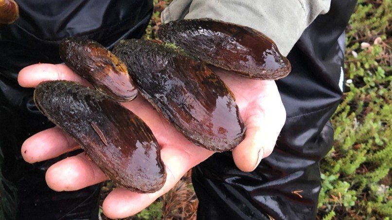 Популяцию краснокнижной жемчужницы успешно восстанавливают в Мурманской области