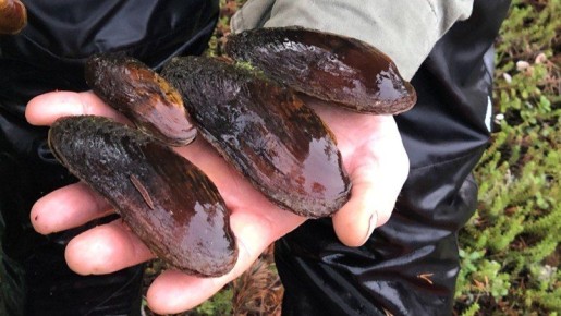 ��������� ������������� ���������� ������� ��������������� � ���������� �������