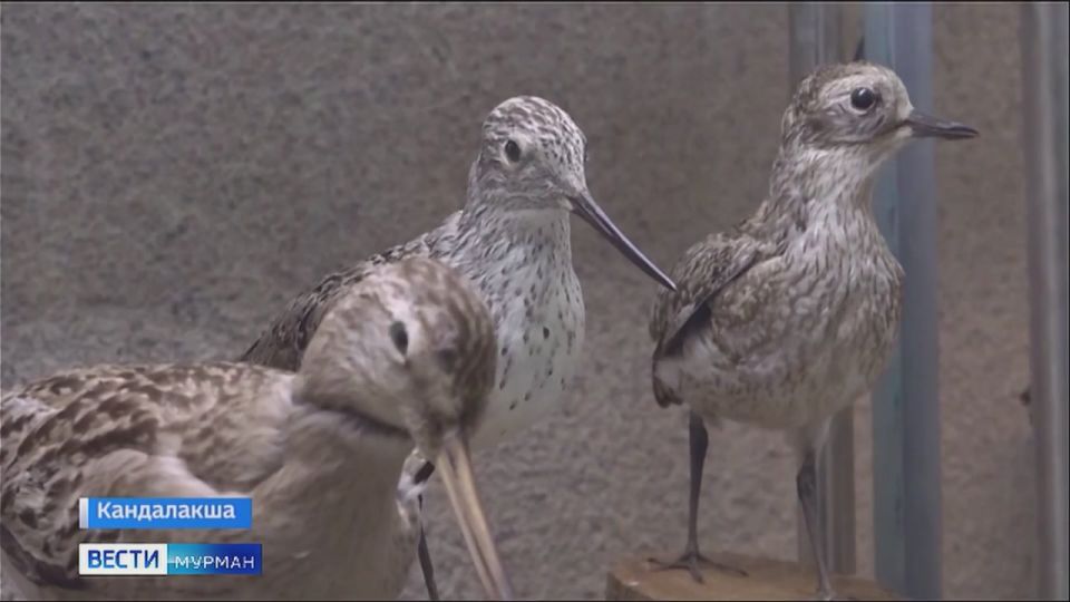 "��������� ���� �����": ���������� �������������� � ������������� �����