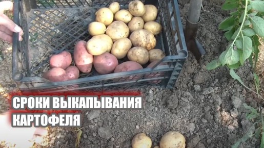 Когда настает время уборки картофеля?