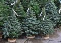 Почему флористы отдают предпочтение пихте Нобилис в это зимнее время?