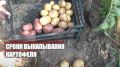 Когда настает время уборки картофеля?