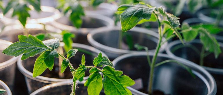 ������ ��������� � ��������: ������� ��������� ������