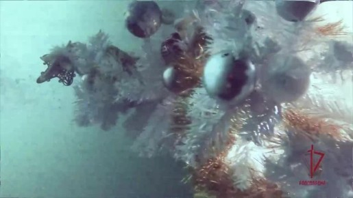 На дне Кольского залива установили самую "глубокую" новогоднюю елку в России