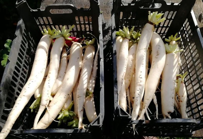 ������� ��������� ����������� �������: ������ � �������� �������