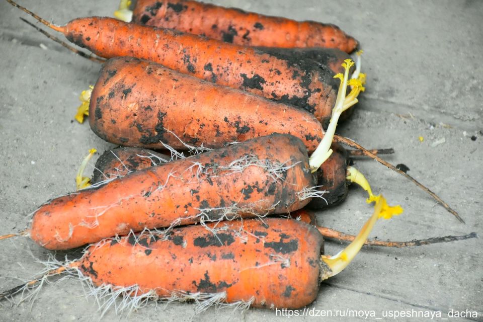 ��� ������ ��������� �������: ������� ������ �� �������������� ������