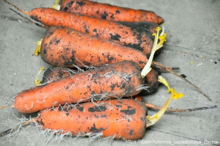 ��� ������ ��������� �������: ������� ������ �� �������������� ������