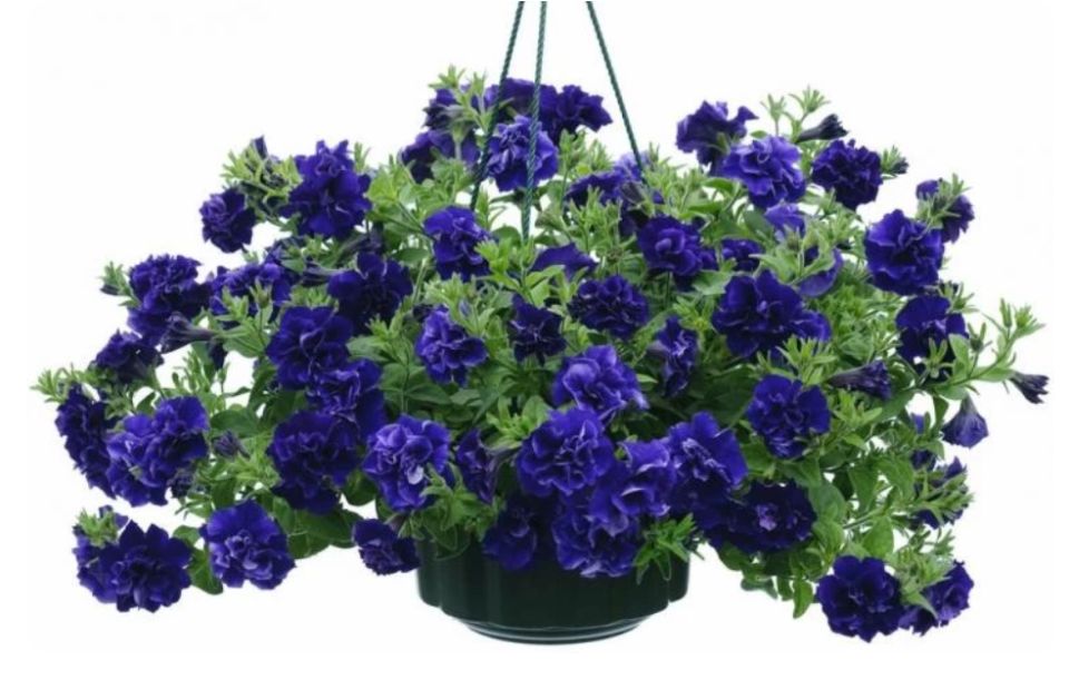 ��������� ����� ������� � ��������, ������� ������� ��� ���