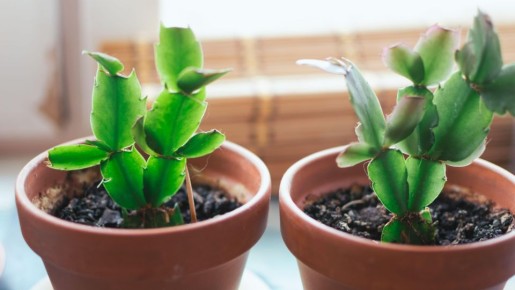 ��� ��������� ��������� ������ ��������� ��� �������� ������: ������� ��� �� �������