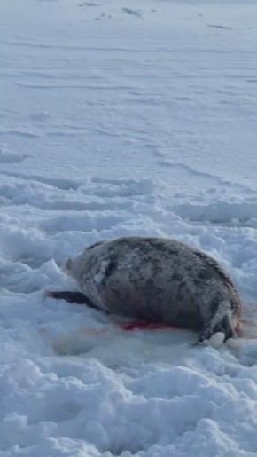 Тюленя в Кандалакше спасли от гибели на льду