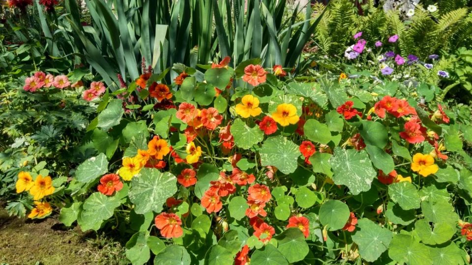 Как растения-«защитники» освобождают огород от сорняков и упрощают жизнь садоводов