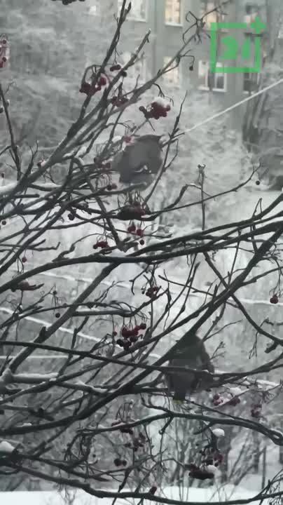 Доброе утро, Заполярье!. В Мурманске все чаще замечают свиристелей – яркие стайки этих птиц будто привносят в серые будни немного праздника