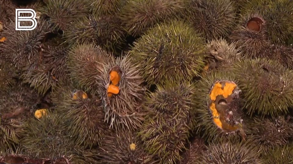 Экспорт морских ежей из Мурманской области вырос на 18,5%