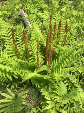 ������� ����������, ������� �� ��������� �� 70 ��������� ���