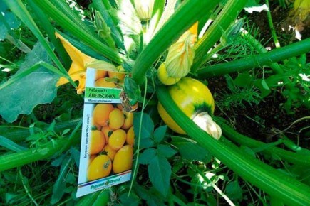 ������ ������� ����������: ����� ������ �� ����� �������